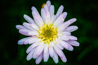 Close-up of white flower blooming outdoors