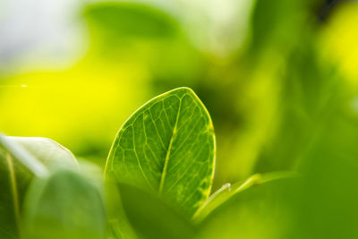 Close-up of fresh green leaves