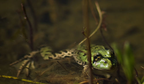 Close-up of snake