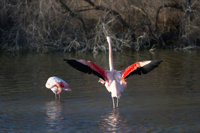 View of birds in lake