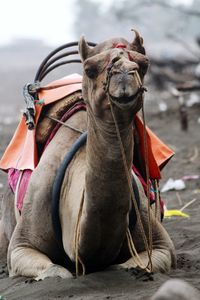 Close-up of horse sitting outdoors