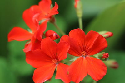 Close-up of red flower