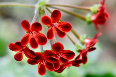 Close-up of red flowering plant