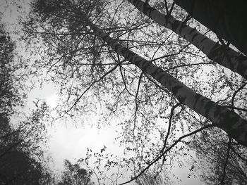 Low angle view of tree against sky