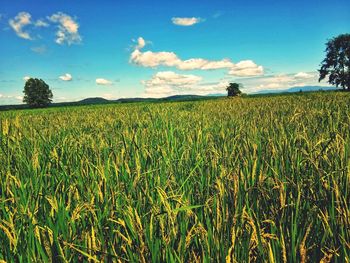 Scenic view of wheat field against sky