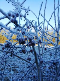 Close-up of frozen plants against sky