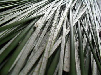 Full frame shot of tree