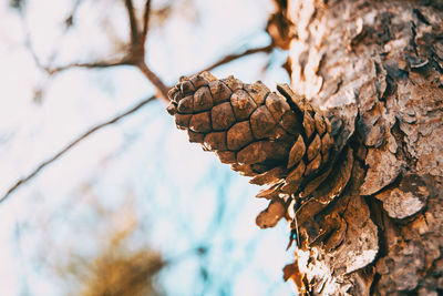 Close-up of pine cone on tree