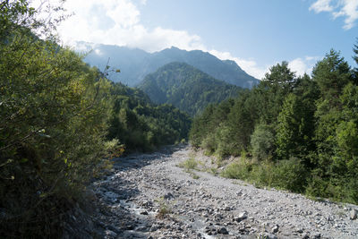 Scenic view of river amidst trees against sky