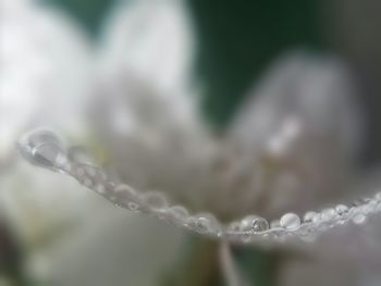 Close-up of water drops on leaf