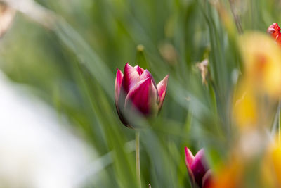 Close-up of pink tulip