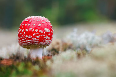 Close-up of fly agaric mushroom on field