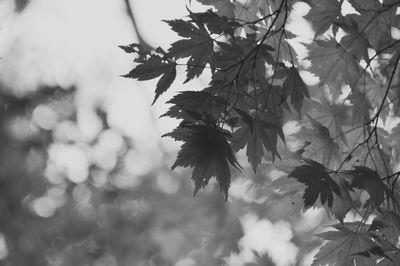 Close-up of flower tree against sky