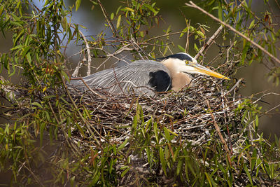 Bird perching on nest