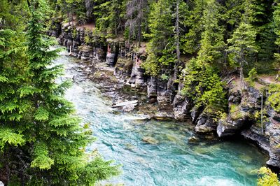 Scenic view of river amidst trees