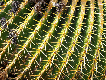 Full frame shot of cactus