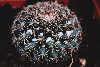 High angle view of cactus plant