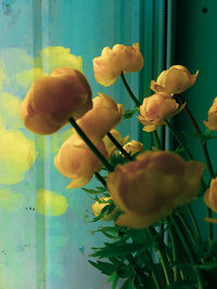 Close-up of red flower