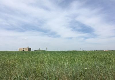 Scenic view of agricultural field against sky