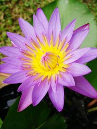 Close-up of flower blooming outdoors