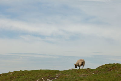 Sheep grazing on hill against sky