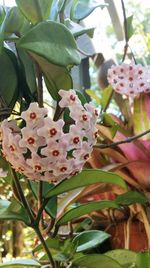 Close-up of pink flower