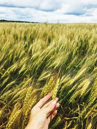 Cropped image of hand holding wheat crop in field