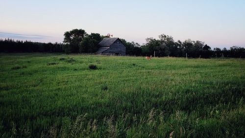 Scenic view of grassy field against sky