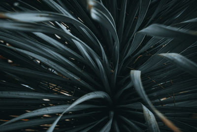 Full frame shot of plants at night