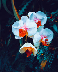 Close-up of white flowering plants