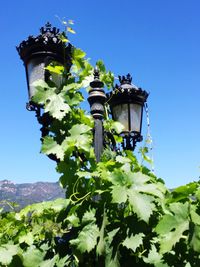 Low angle view of flowers against clear blue sky