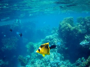 Beautiful tropical fish, marsa alam, egypt