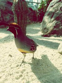 Close-up of bird perching on sand