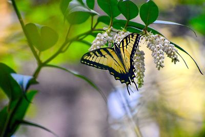 Close-up of butterfly pollinating on flower