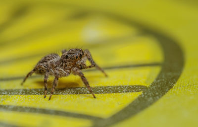 Close-up of spider