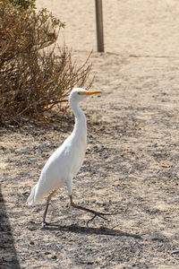 White bird perching on a land