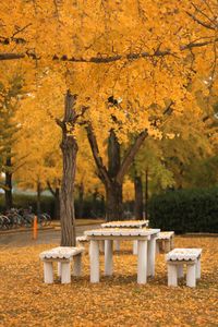 Trees in park during autumn