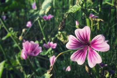 Close-up of pink flowering plants