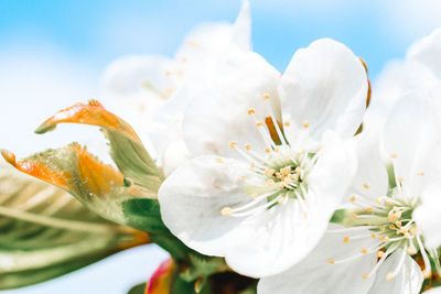 Close-up of white flower blooming outdoors