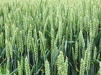 Full frame shot of corn field