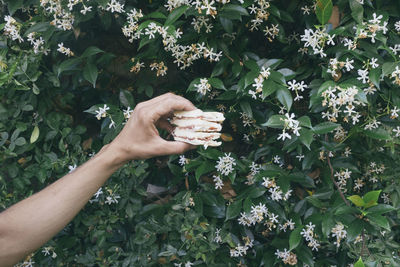 A person hand holding a ham sandwich against flowering plant background