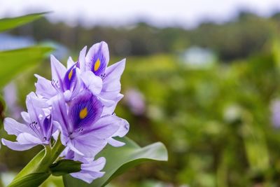 Close-up of purple flower on field