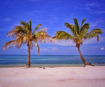 Palm trees on beach against sky