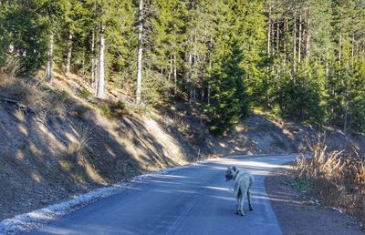 Man riding motorcycle on country road in forest