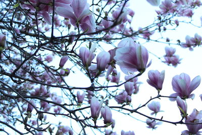 Low angle view of pink flowering plant against blue sky