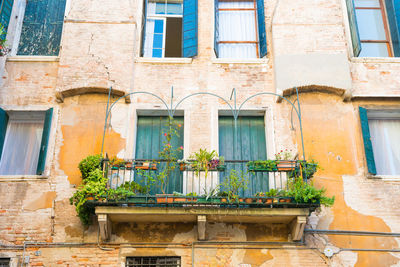 Potted plant on window of building