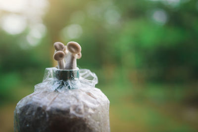 Close-up of drink in bottle