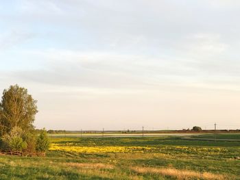 Scenic view of field against sky