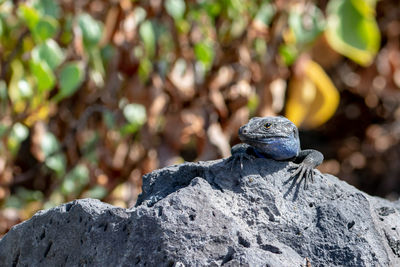 Wall lizard basking in sunlight on a volcanic rock of lava on la palma island, canaries