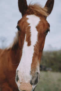 Close-up of horse standing on field against sky